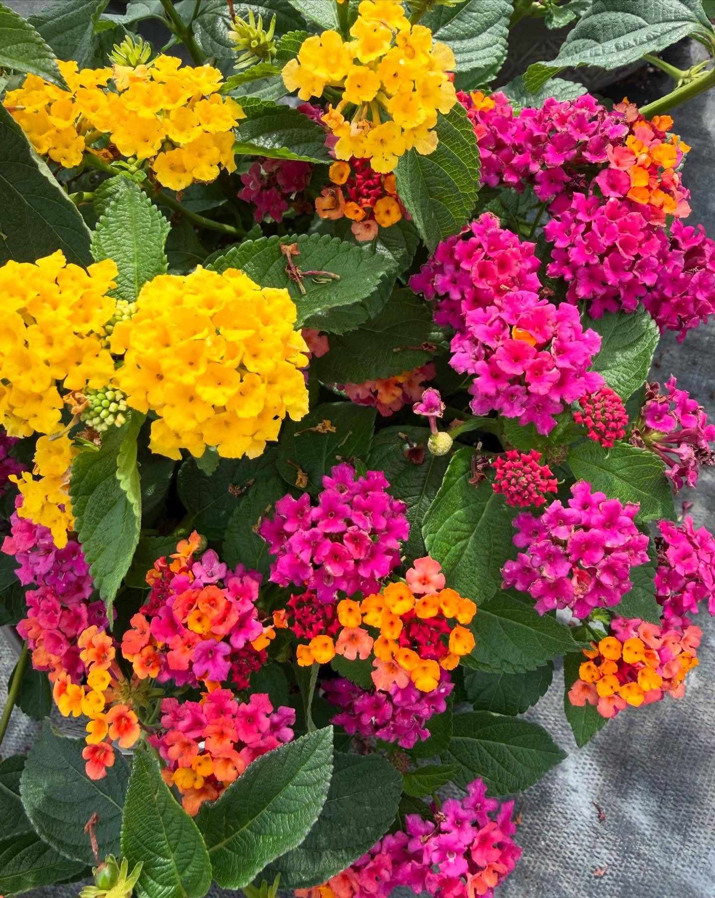 Endless Summer Color Lantana Pots for pick up June 11th-June 18th