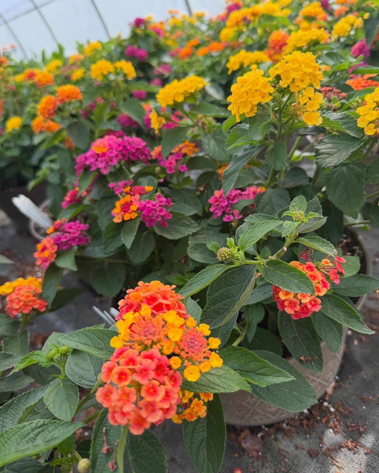 Endless Summer Color Lantana Pots for pick up June 11th-June 18th