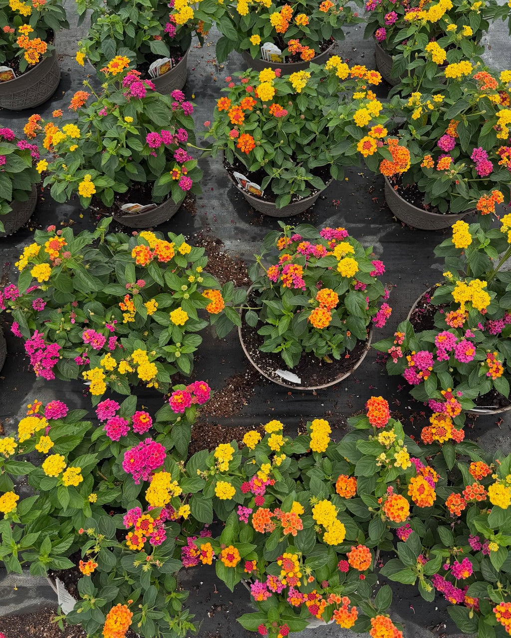 Endless Summer Color Lantana Pots for pick up June 11th-June 18th