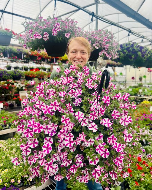 Our spectacular Petunia Hanging Basket (Designer's Choice)