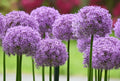 Lucy Ball Allium (3) Bulbs Pick up or Shipping in October