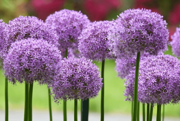 Lucy Ball Allium (3) Bulbs Pick up or Shipping in October