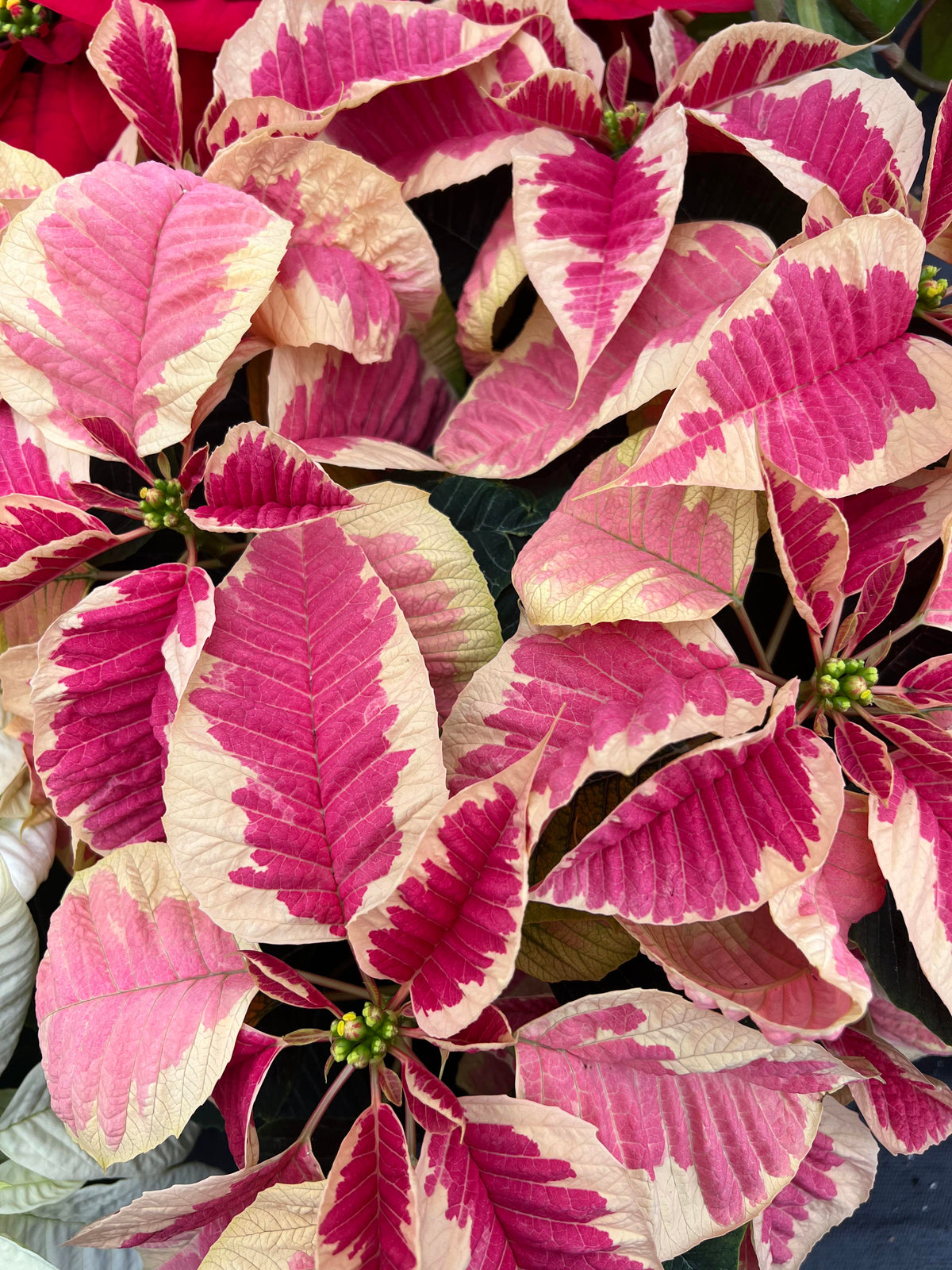 Holly Cheer 6.5" Poinsettias for pick up in December