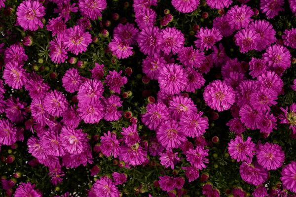 Marie III Dark Pink Fall Aster Pick up in early September