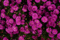 Marie III Dark Pink Fall Aster Pick up in early September