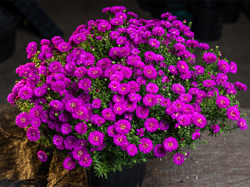 Marie III Dark Pink Fall Aster Pick up in early September