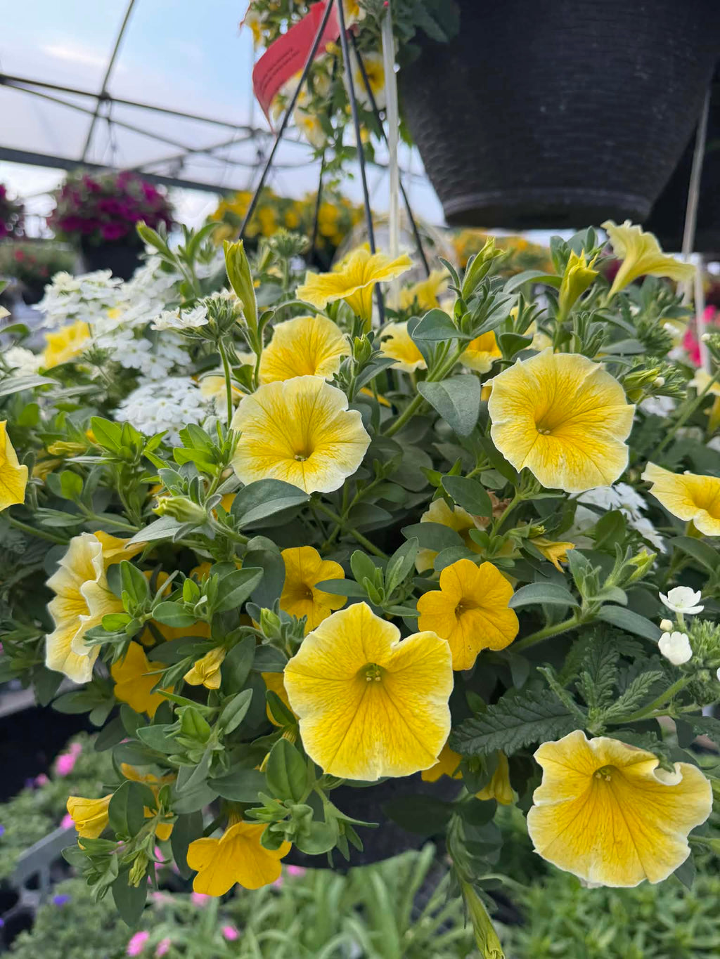Gorgeous Combo Hanging Basket (Designer's Choice)