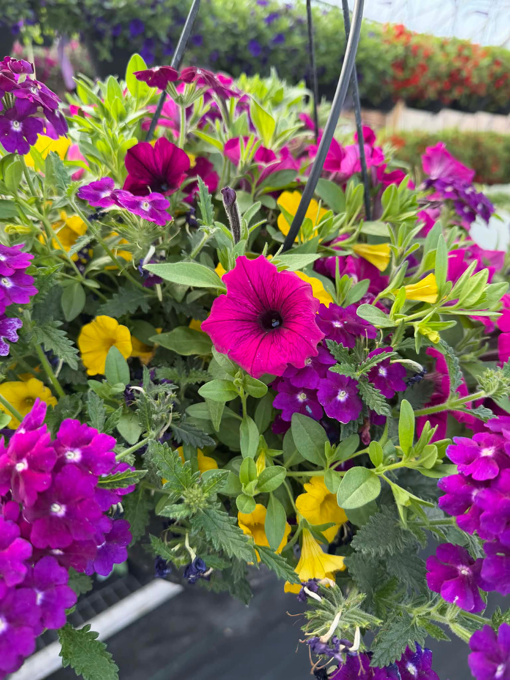 Gorgeous Combo Hanging Basket (Designer's Choice)