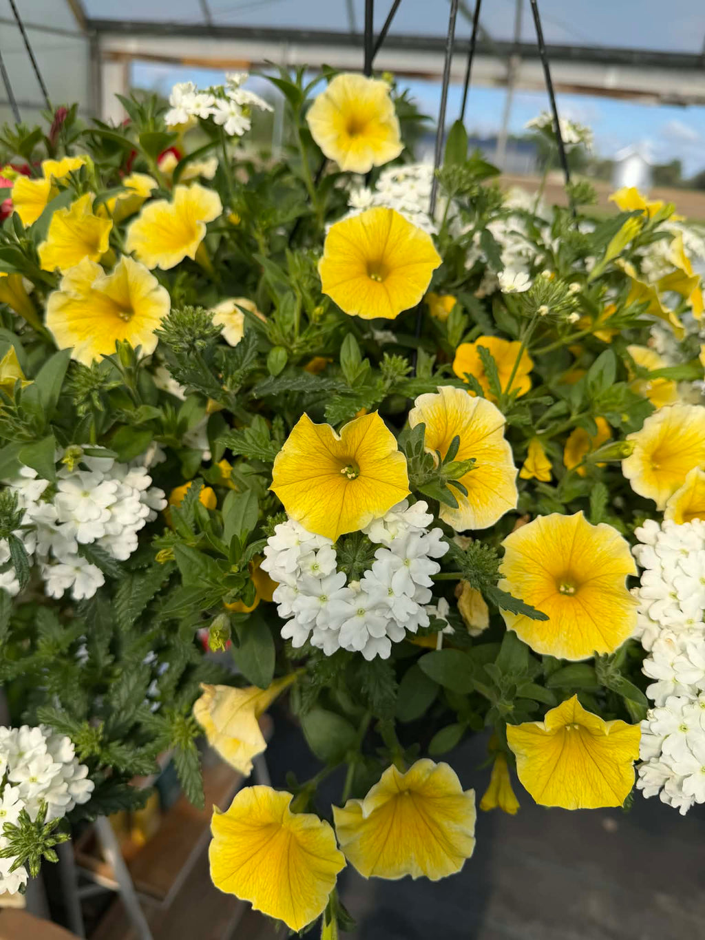 Gorgeous Combo Hanging Basket (Designer's Choice)
