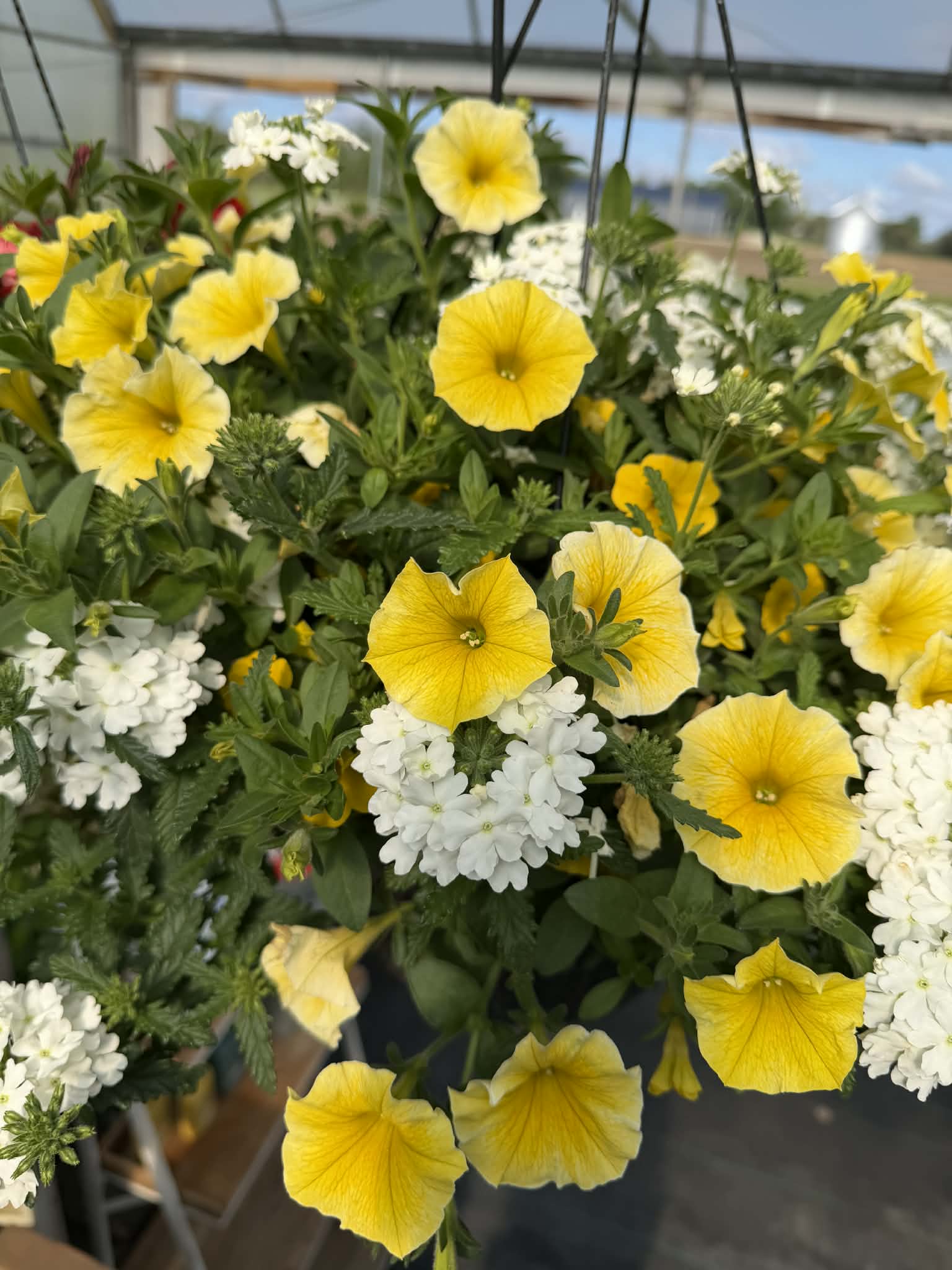Gorgeous Combo Hanging Basket (Designer's Choice)