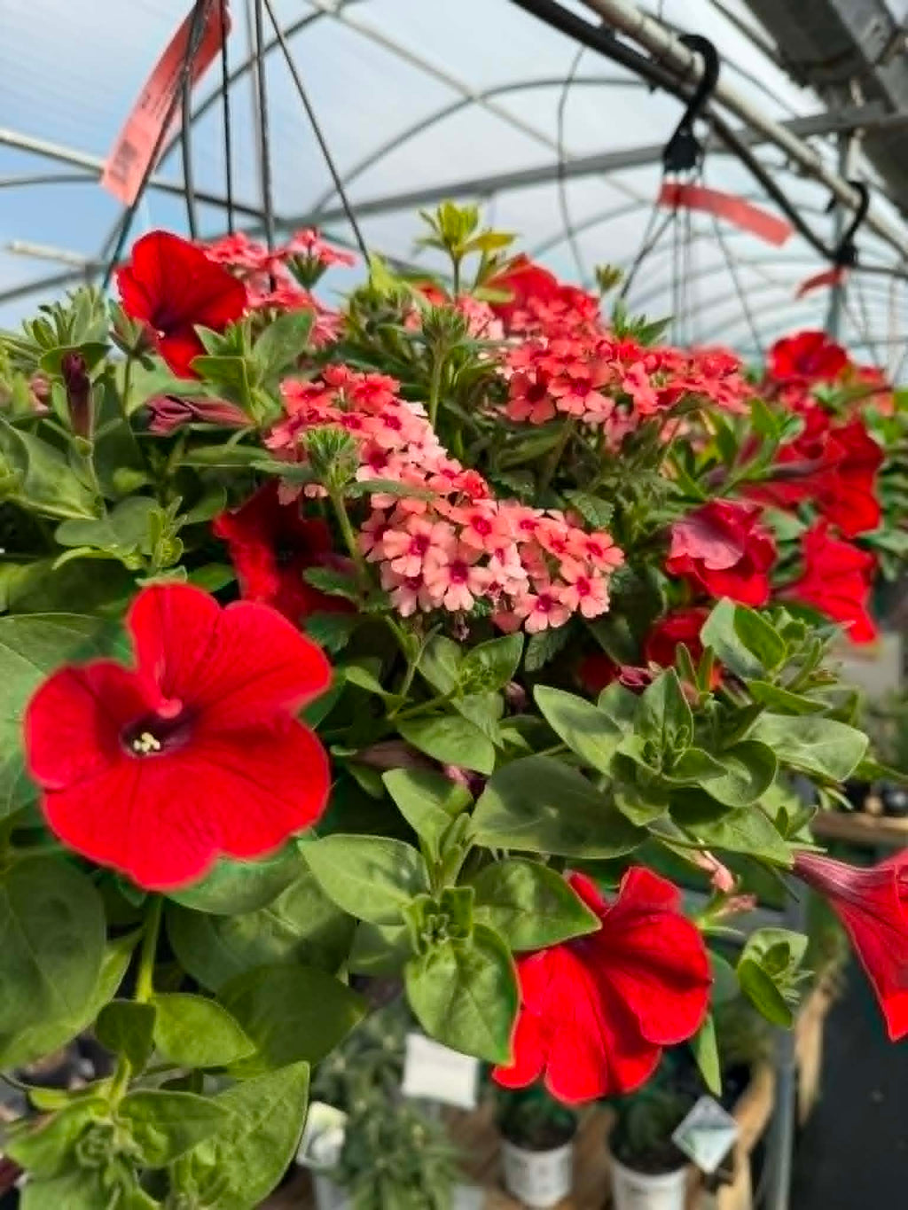 Gorgeous Combo Hanging Basket (Designer's Choice)