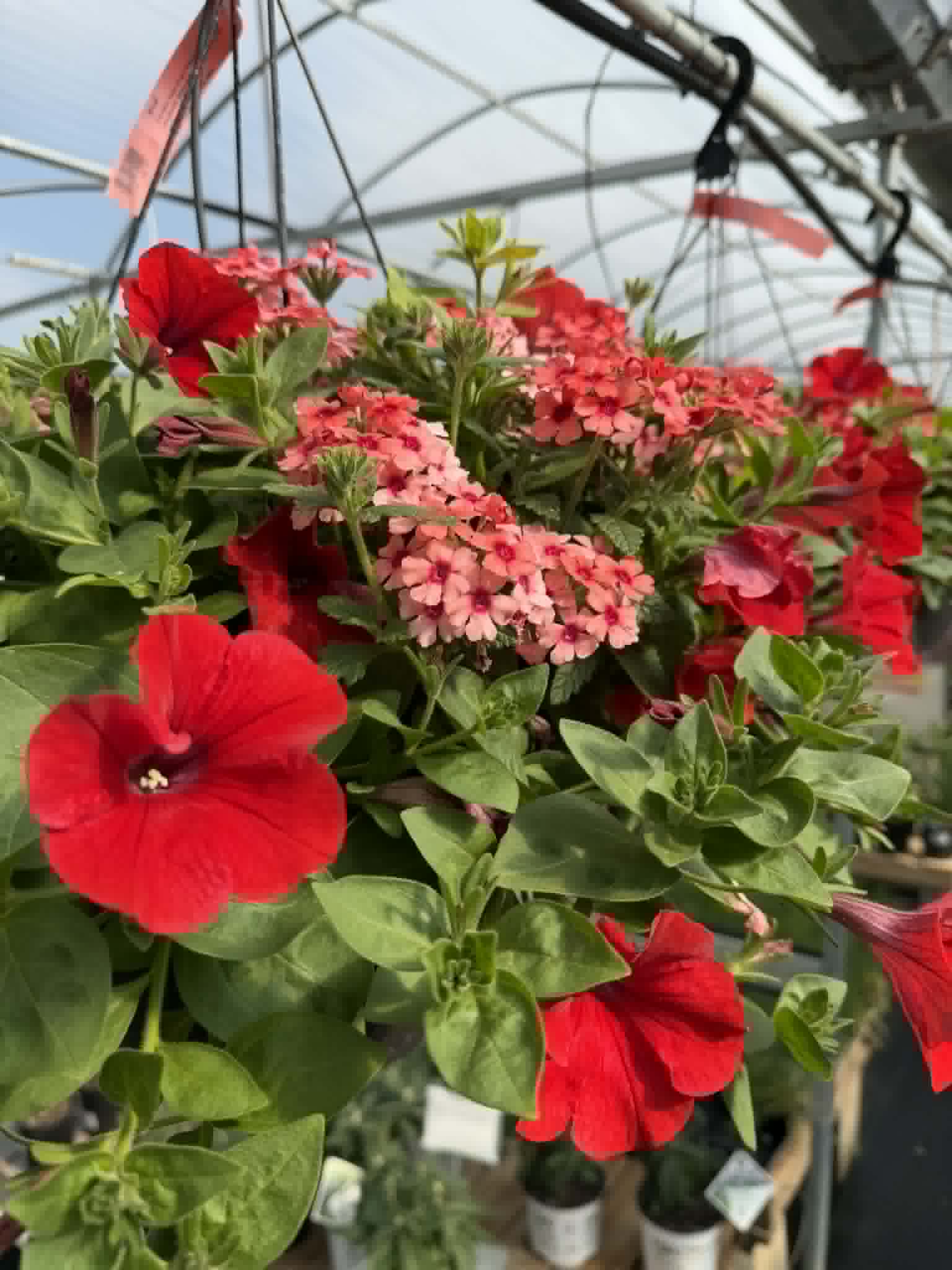 Gorgeous Combo Hanging Basket (Designer's Choice)