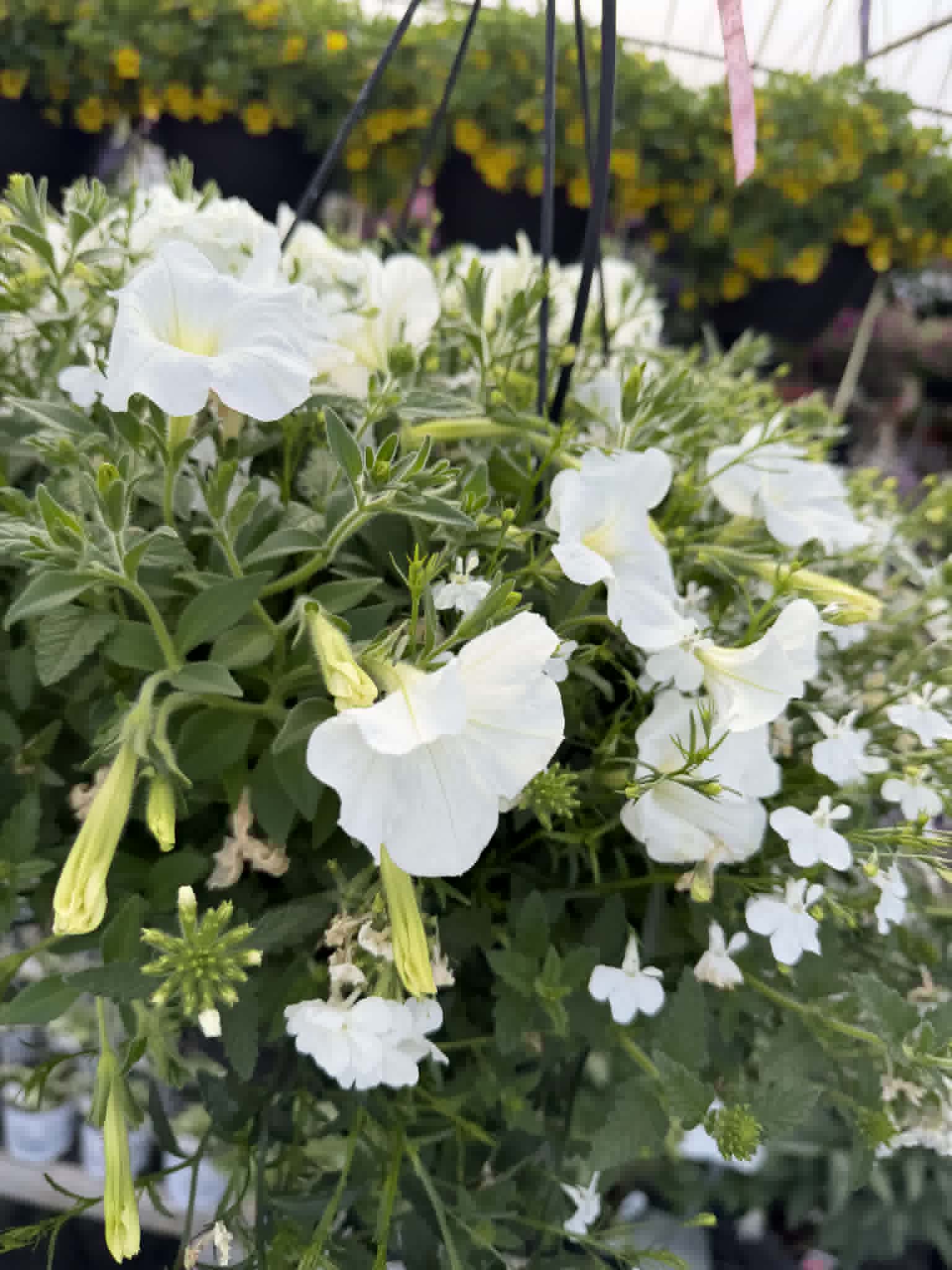 Gorgeous Combo Hanging Basket (Designer's Choice)