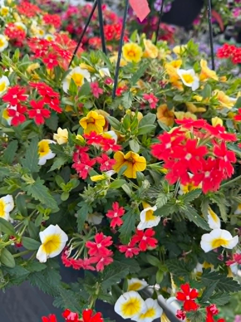 Gorgeous Combo Hanging Basket (Designer's Choice)