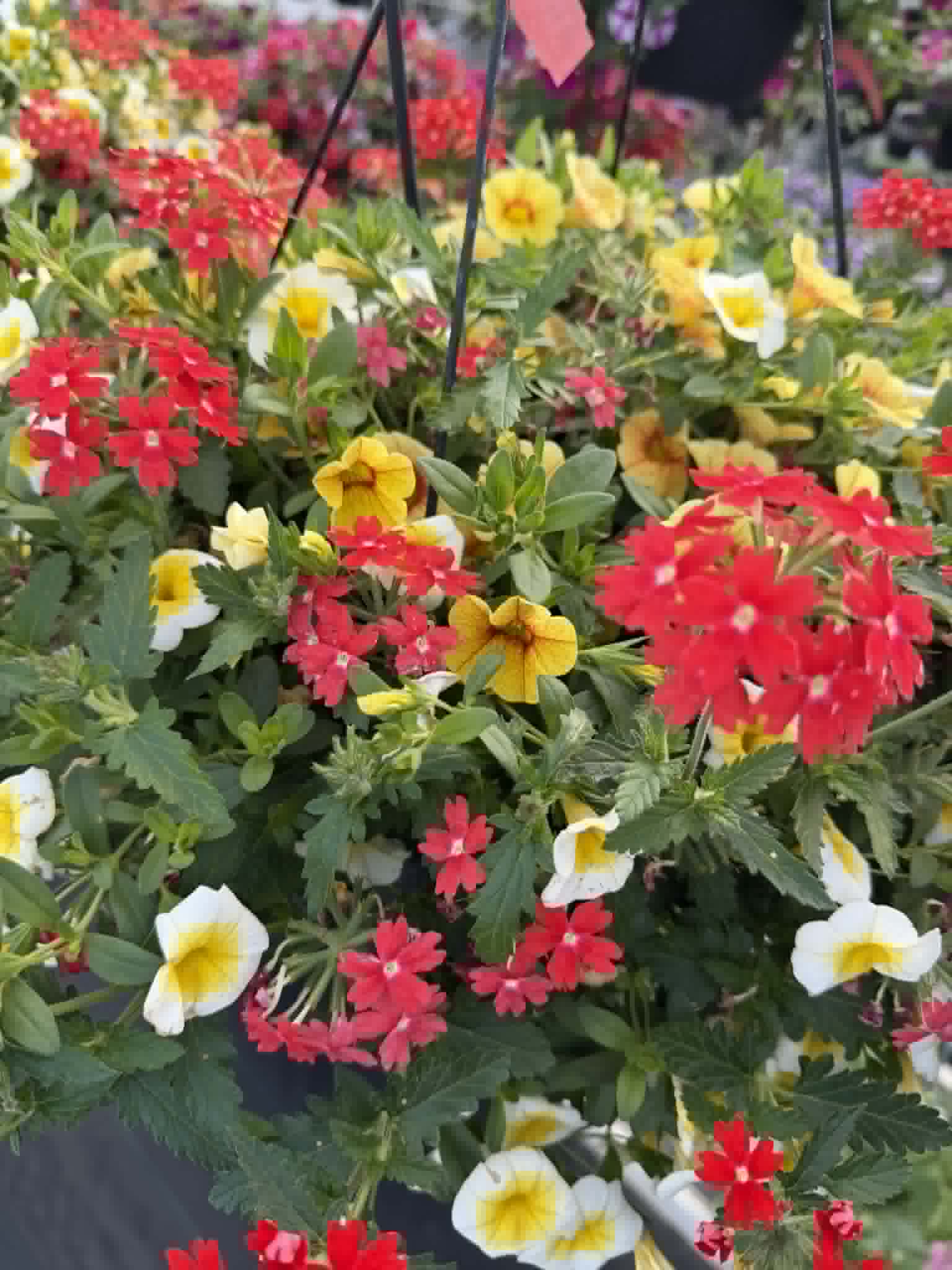Gorgeous Combo Hanging Basket (Designer's Choice)