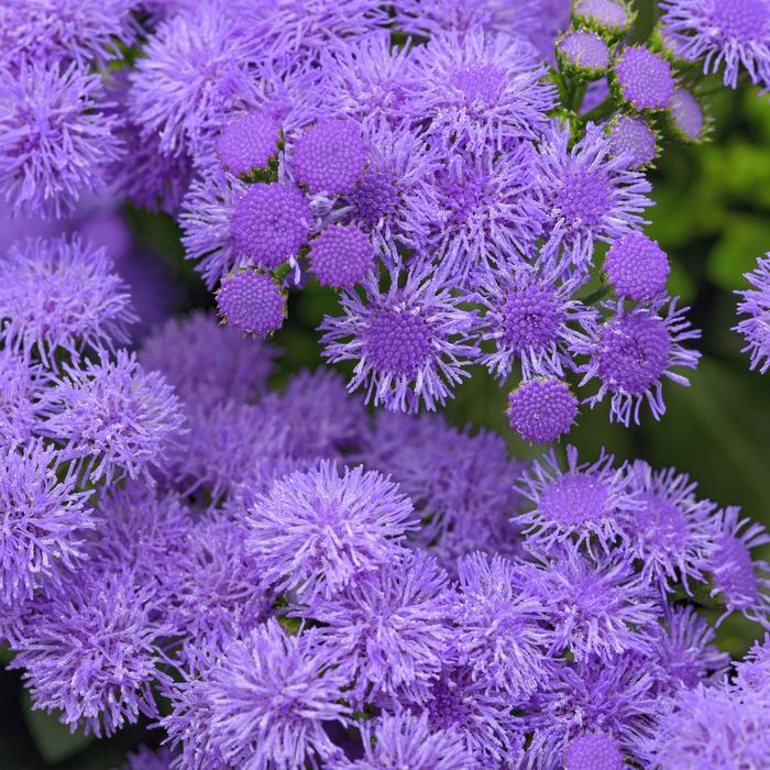 Monarch Magic Ageratum (Monarch food) Trio of 3