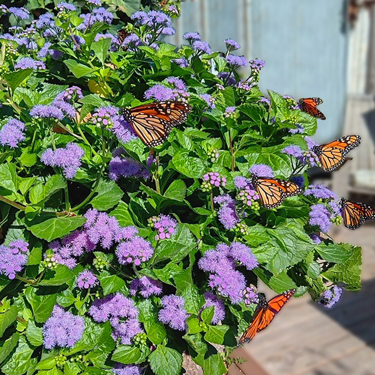 Monarch Magic Ageratum (Monarch food) Trio of 3