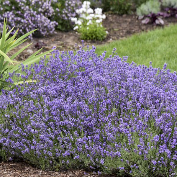 Munstead Lavender Trio of 3