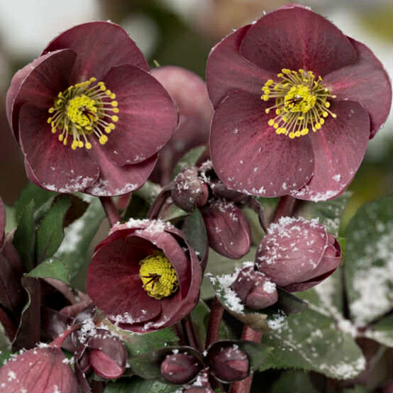 Ice N' Rose Nightingale Hellebore