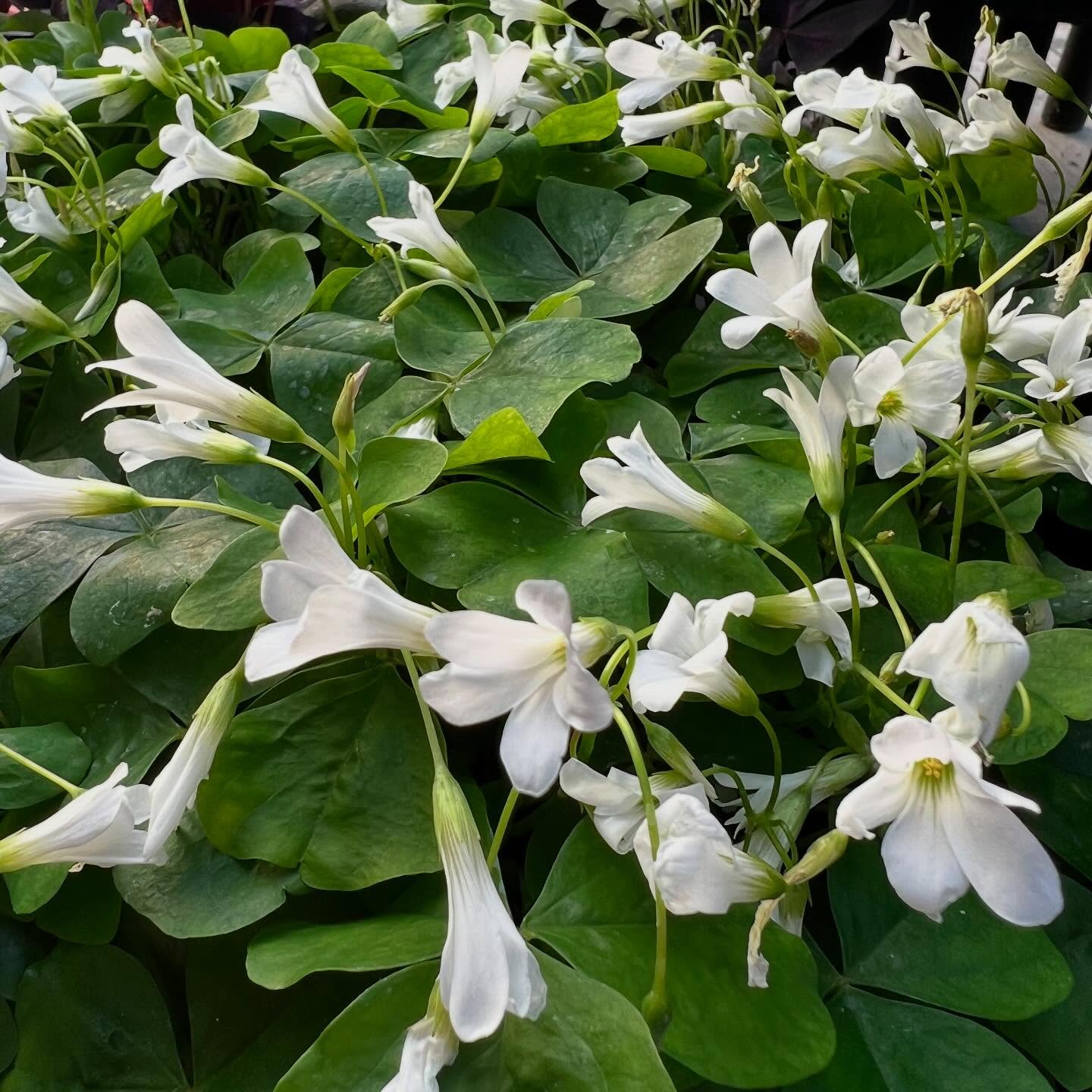 Regnelli Green (with white blooms) Oxalis 4" Duo