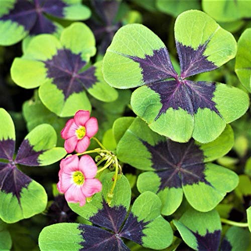 Iron Cross Oxalis 4" Duo