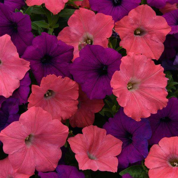 Opposites Attract Wave Petunias 6 PACK