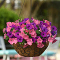 Opposites Attract Wave Petunias 6 PACK