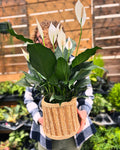 Peace & Serenity (Peace Lily)