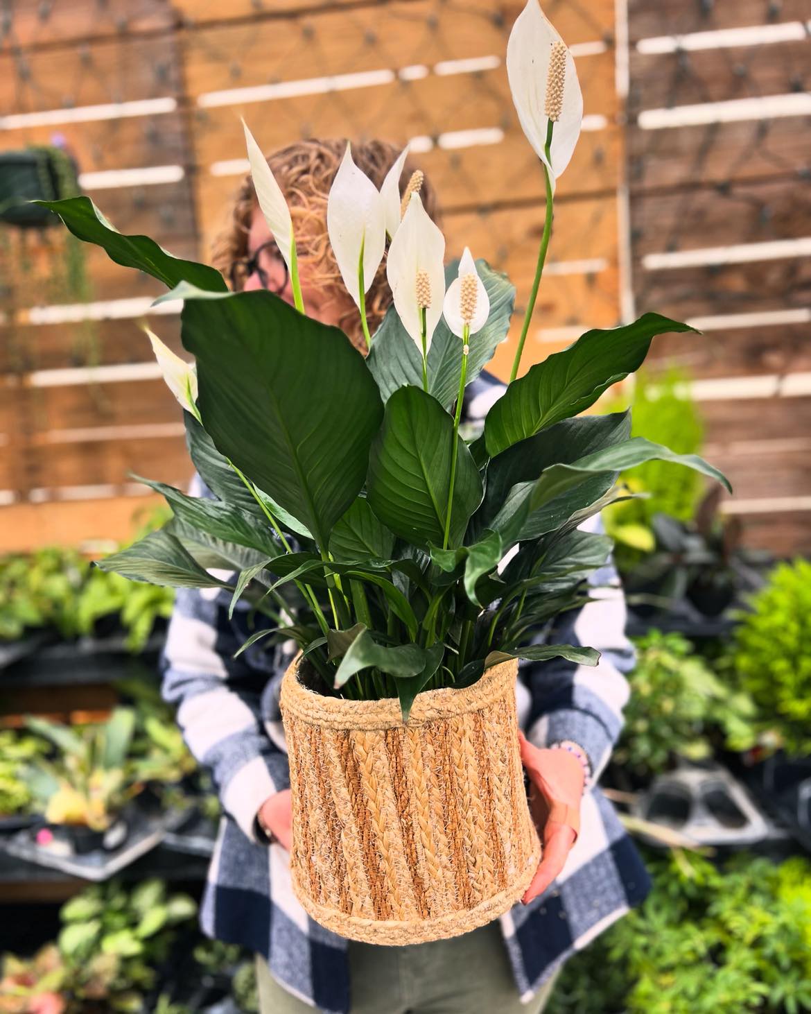 Peace & Serenity (Peace Lily)