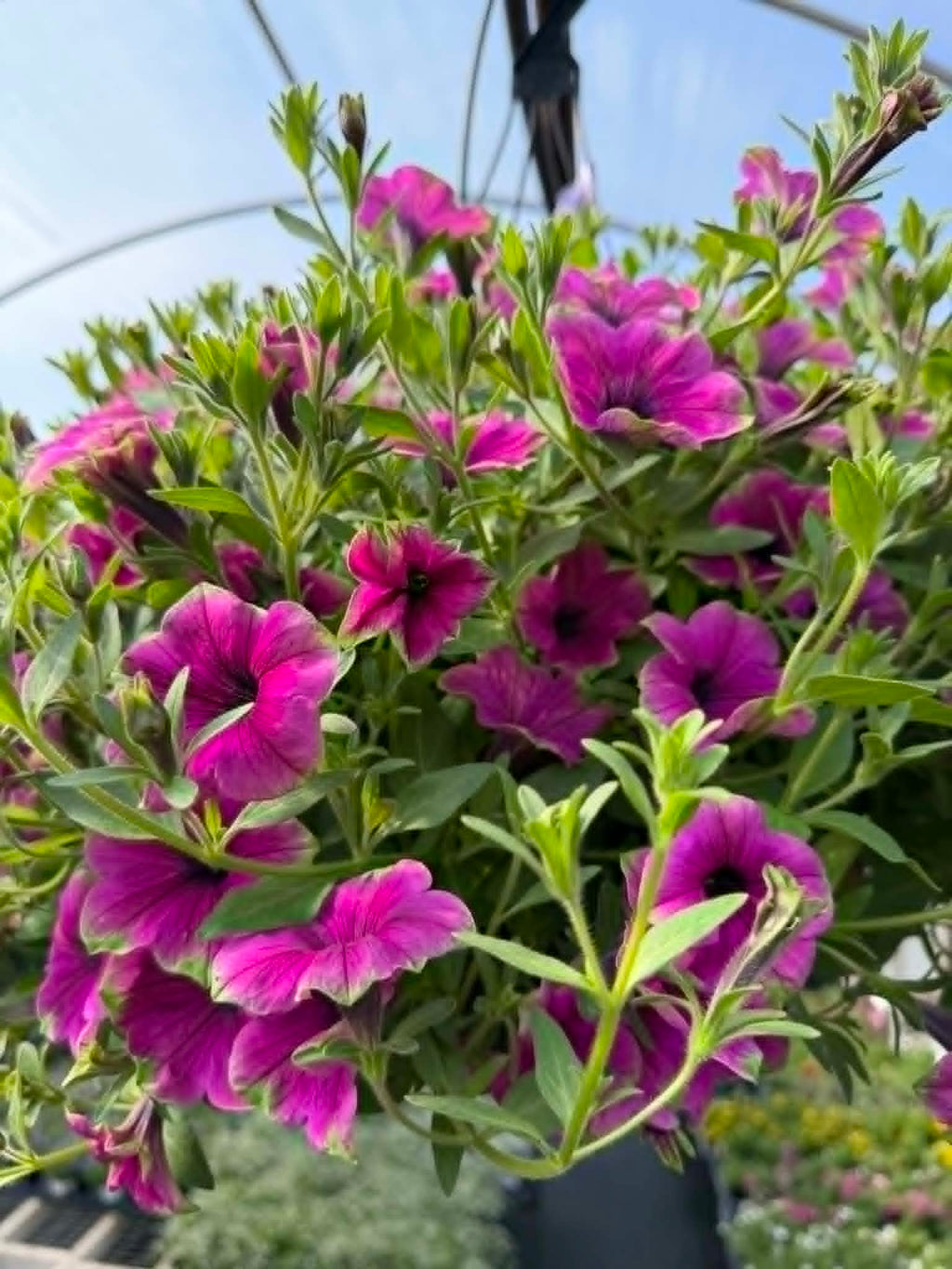 Our spectacular Petunia Hanging Basket (Designer's Choice)