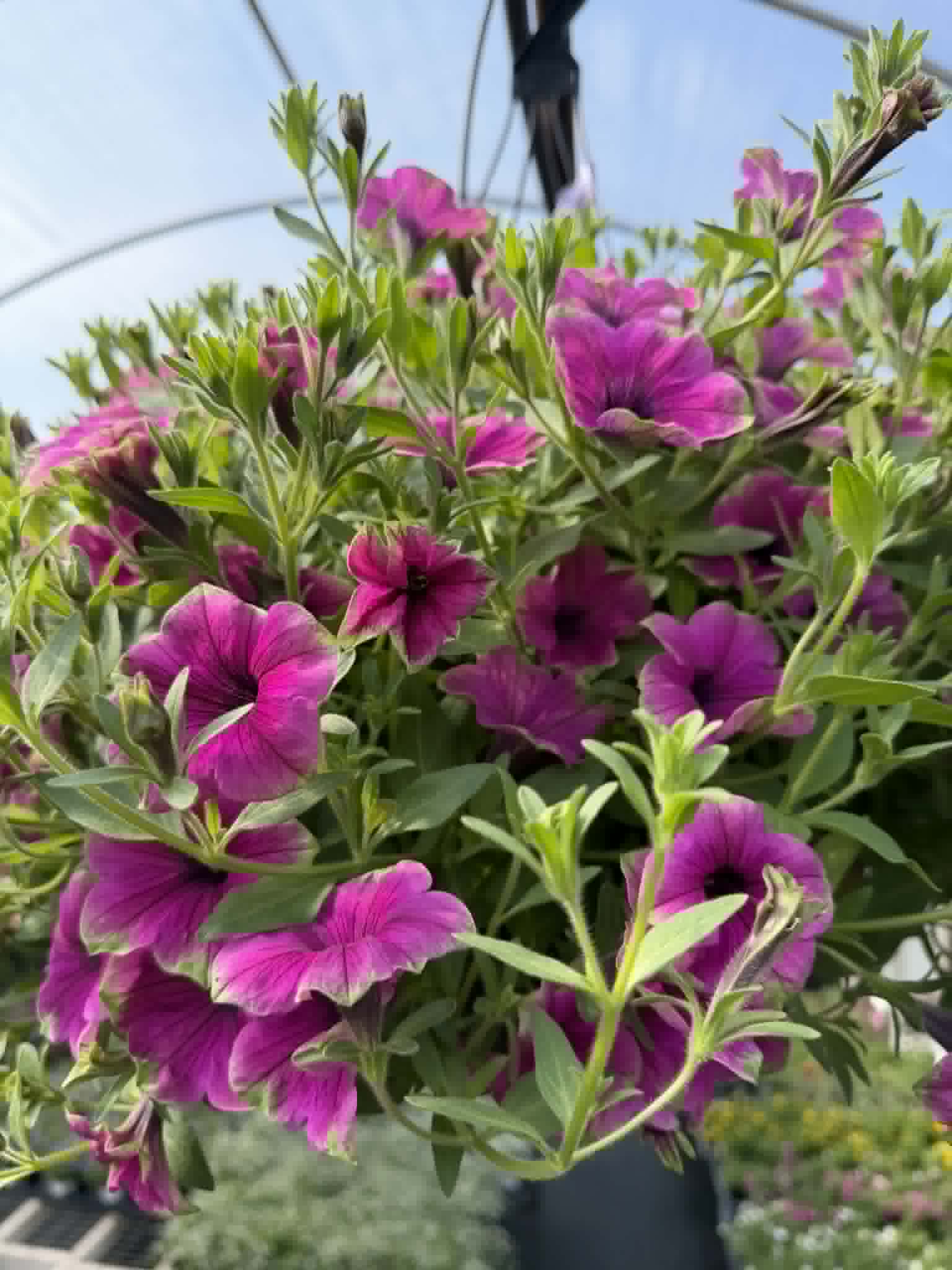 Our spectacular Petunia Hanging Basket (Designer's Choice)