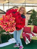 Holly Cheer 6.5" Poinsettias for pick up in December