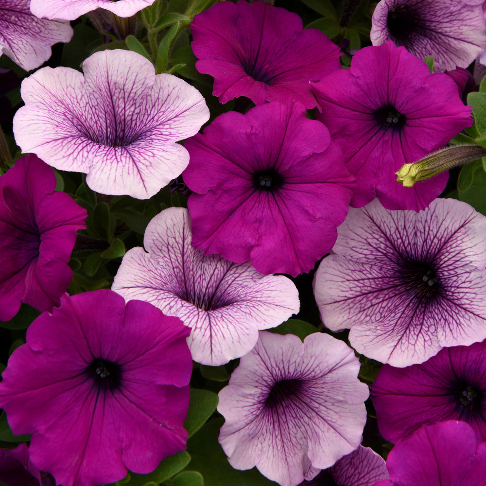 Plum Pudding Mix Wave Petunias