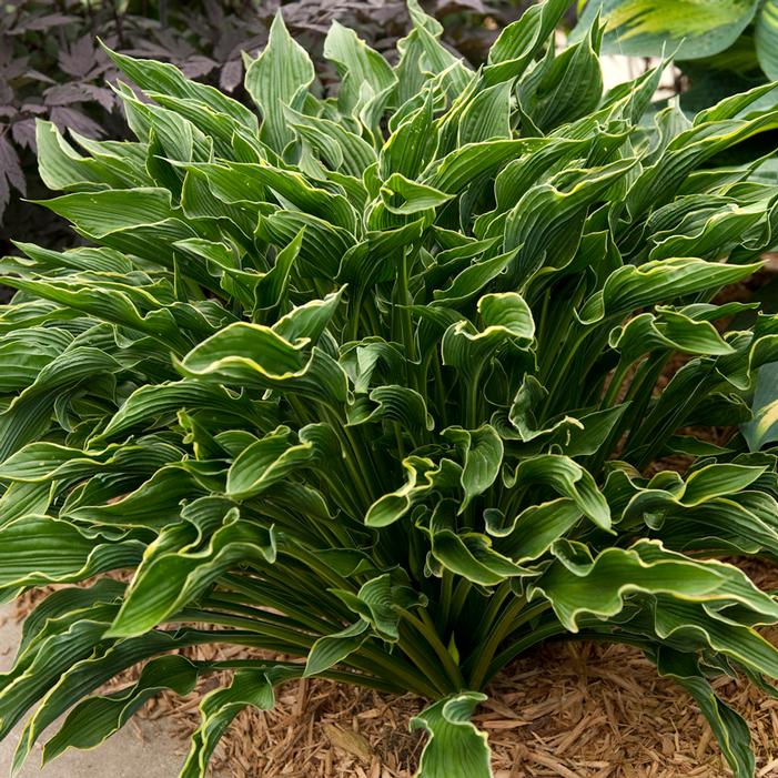 Hosta Trio Collection (Special Value only online) Pick up June 20th-27th.