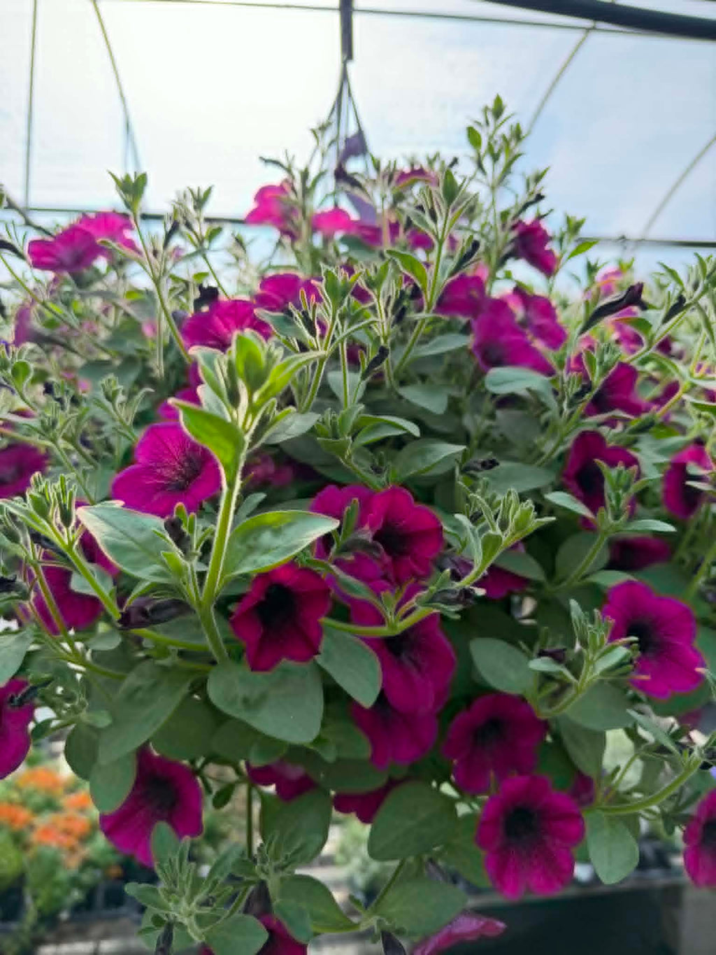 Our spectacular Petunia Hanging Basket (Designer's Choice)
