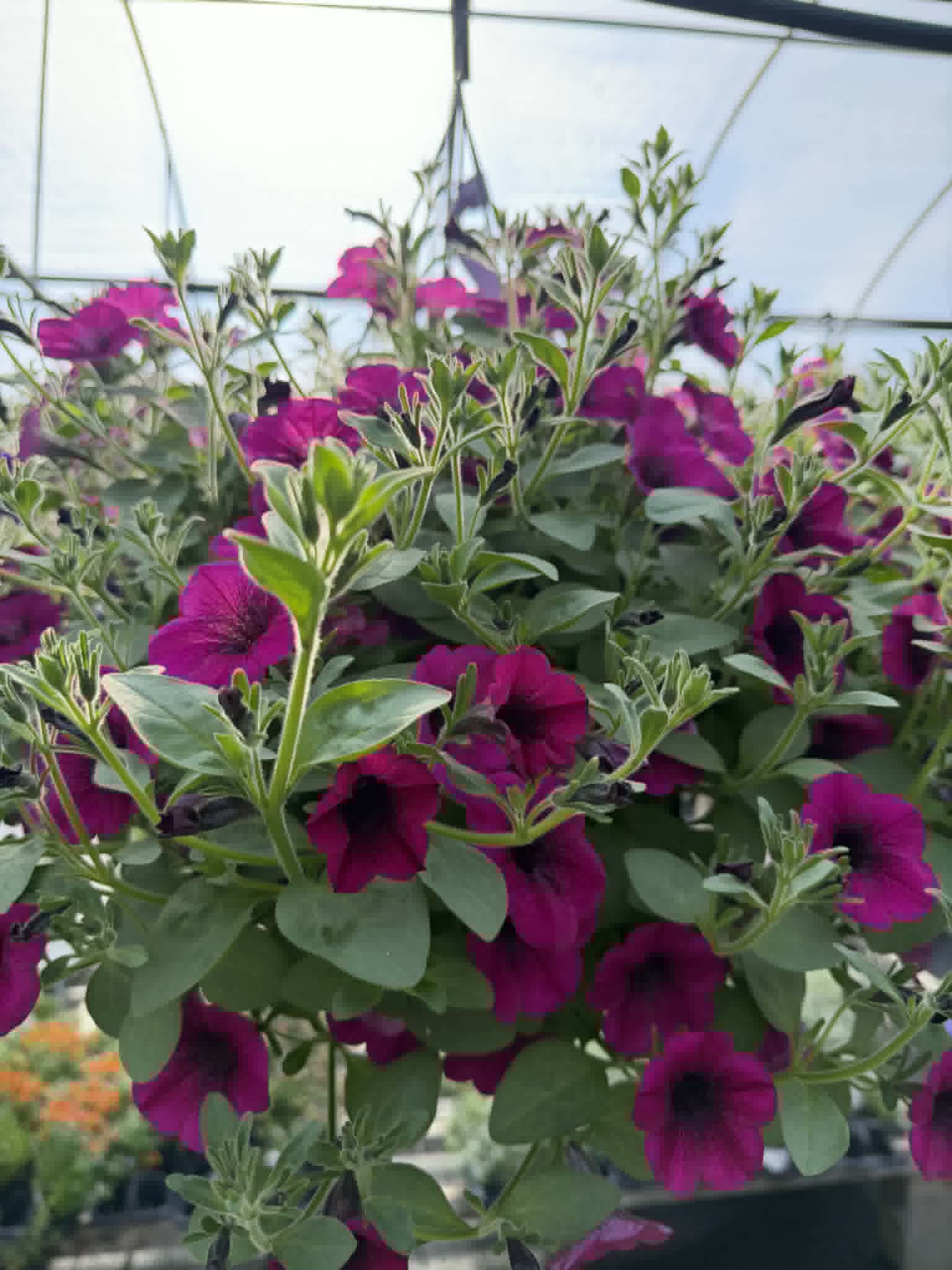 Our spectacular Petunia Hanging Basket (Designer's Choice)