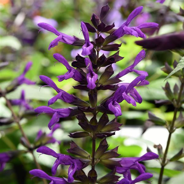 Purple & Bloom Salvia (Hummingbird Paradise) Trio of 3