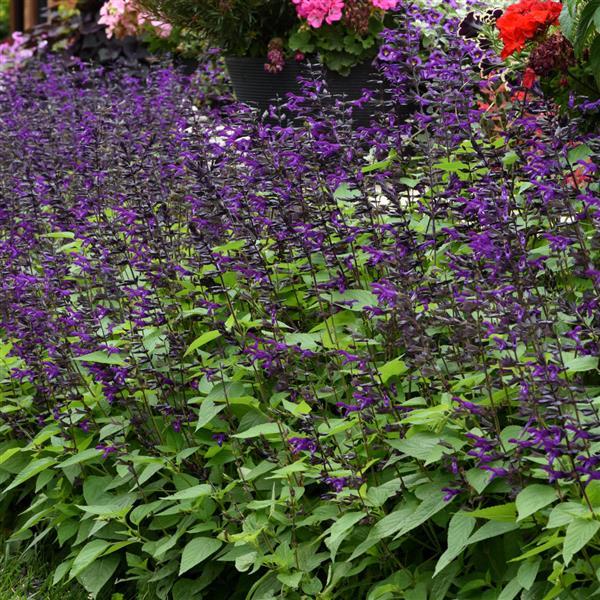 Purple & Bloom Salvia (Hummingbird Paradise) Trio of 3