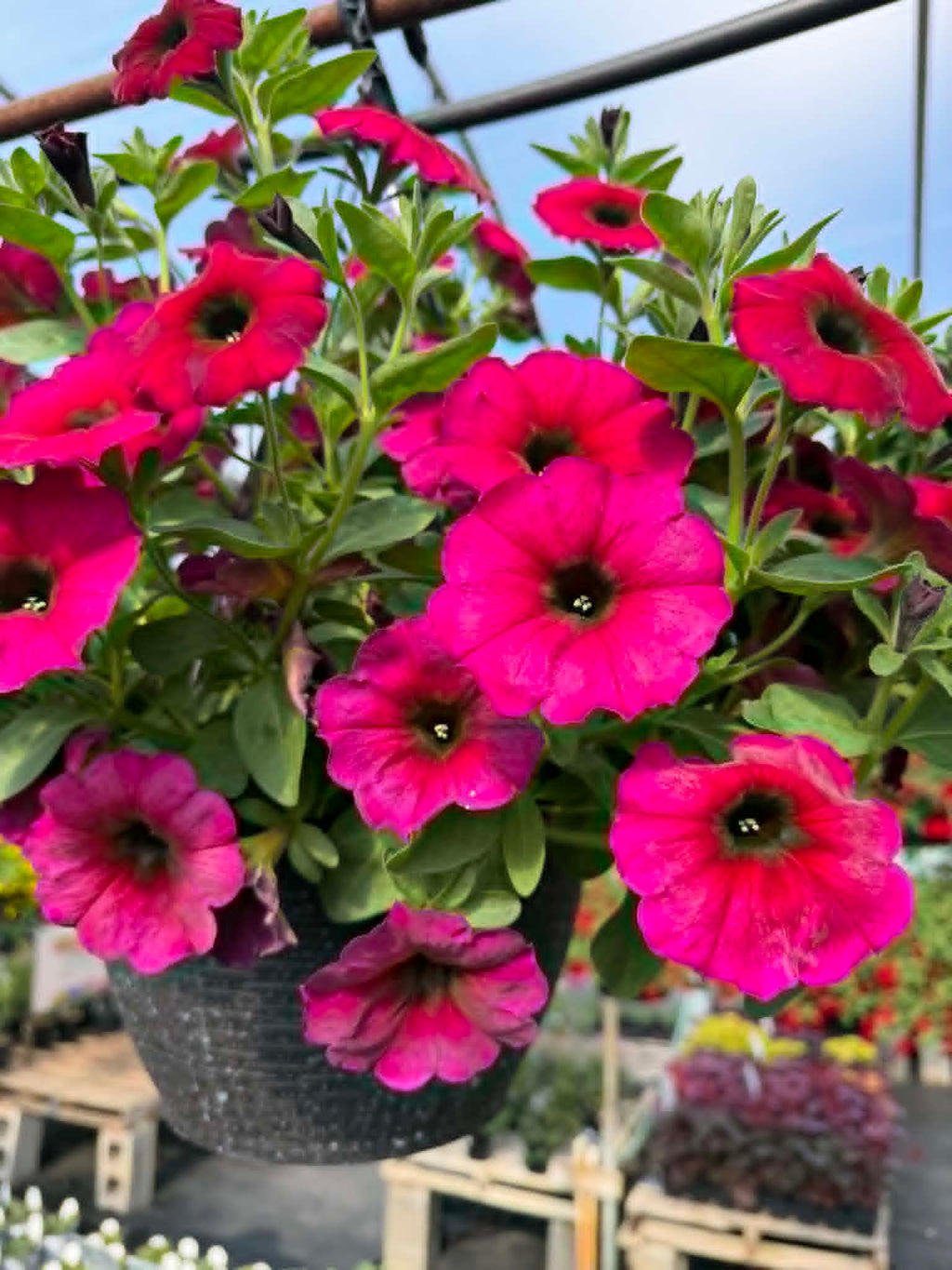 Our spectacular Petunia Hanging Basket (Designer's Choice)