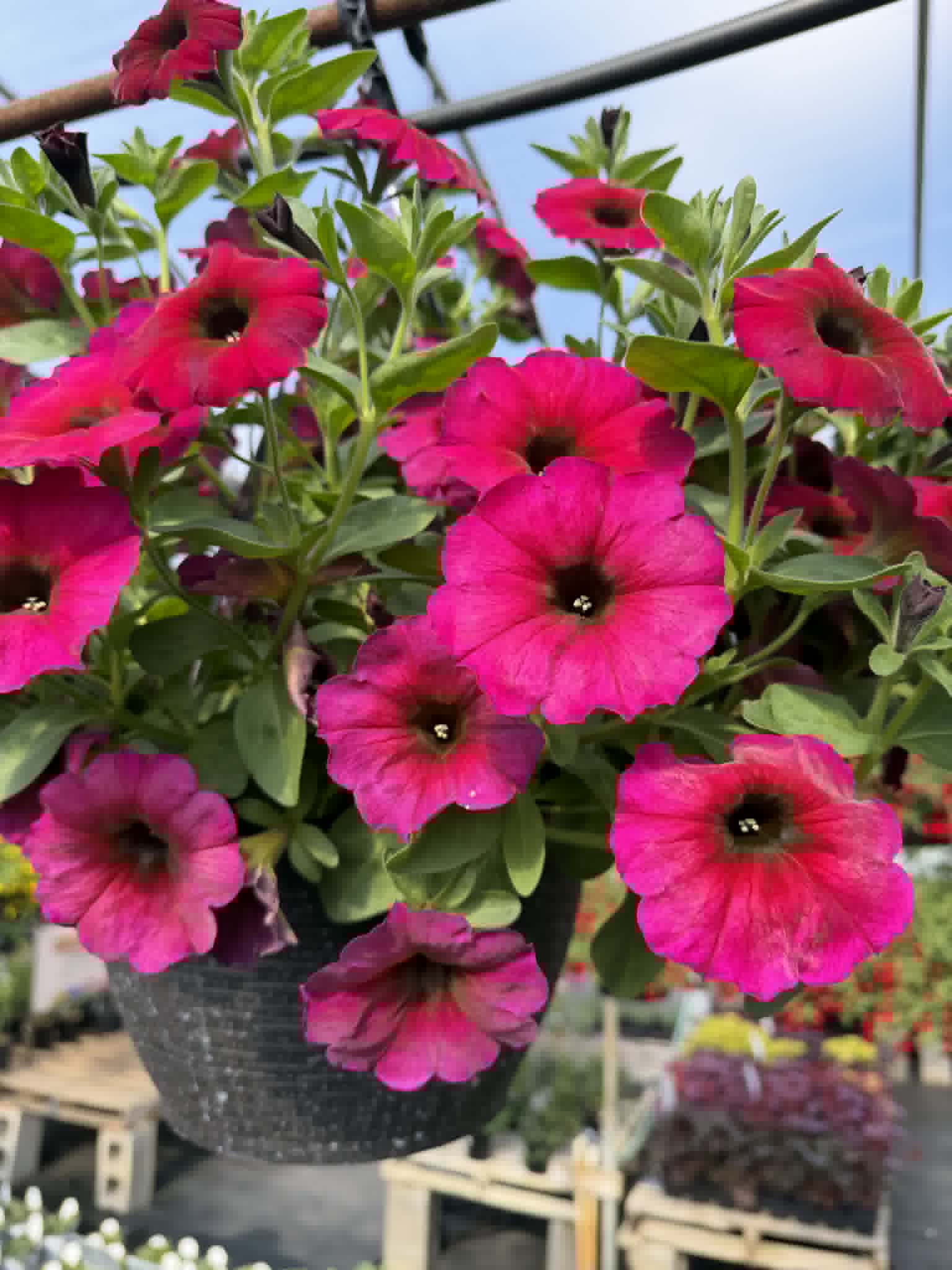 Our spectacular Petunia Hanging Basket (Designer's Choice)