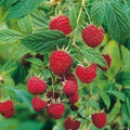 Red Caroline Raspberry