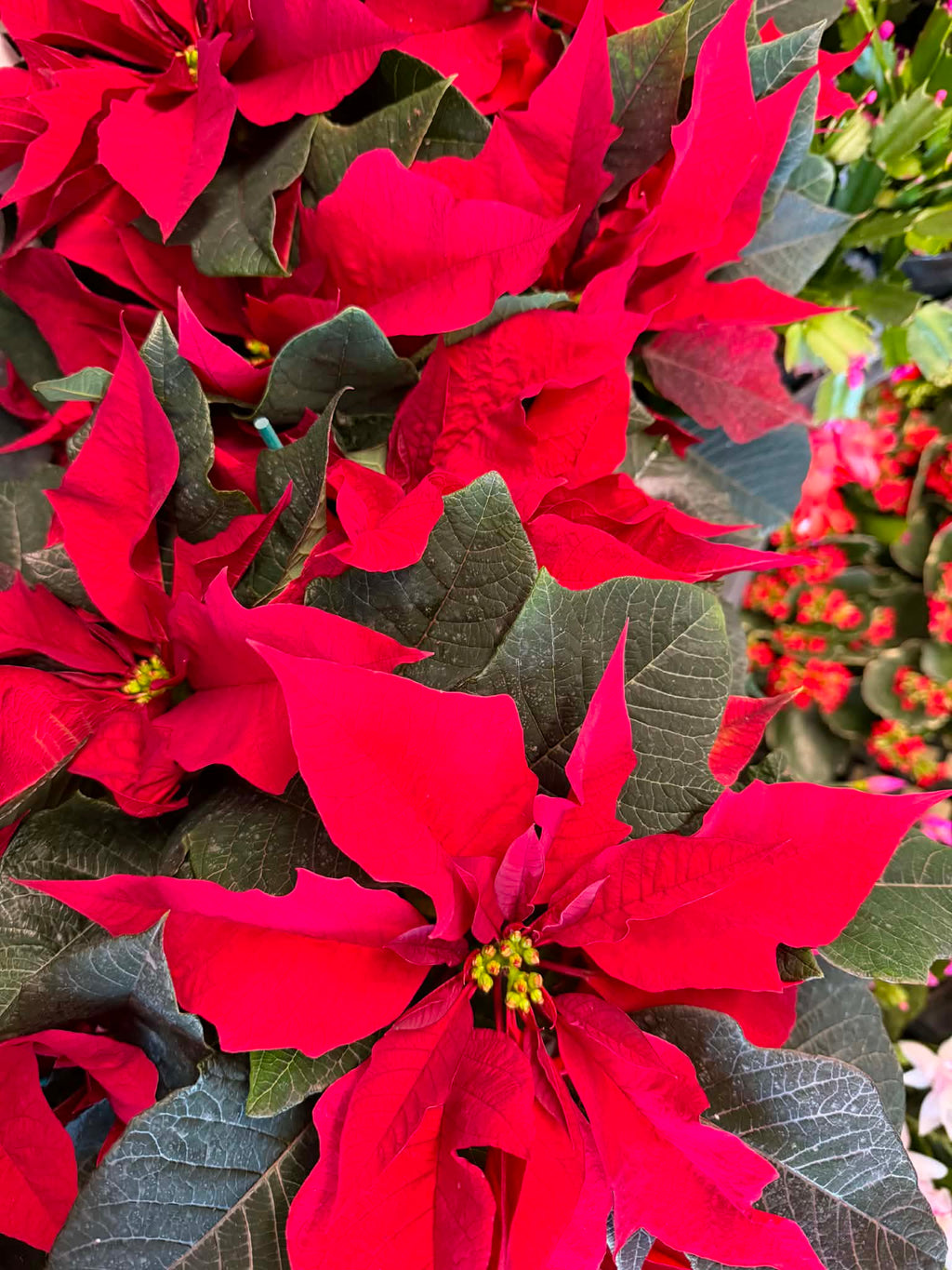 Holly Cheer 6.5" Poinsettias for pick up in December