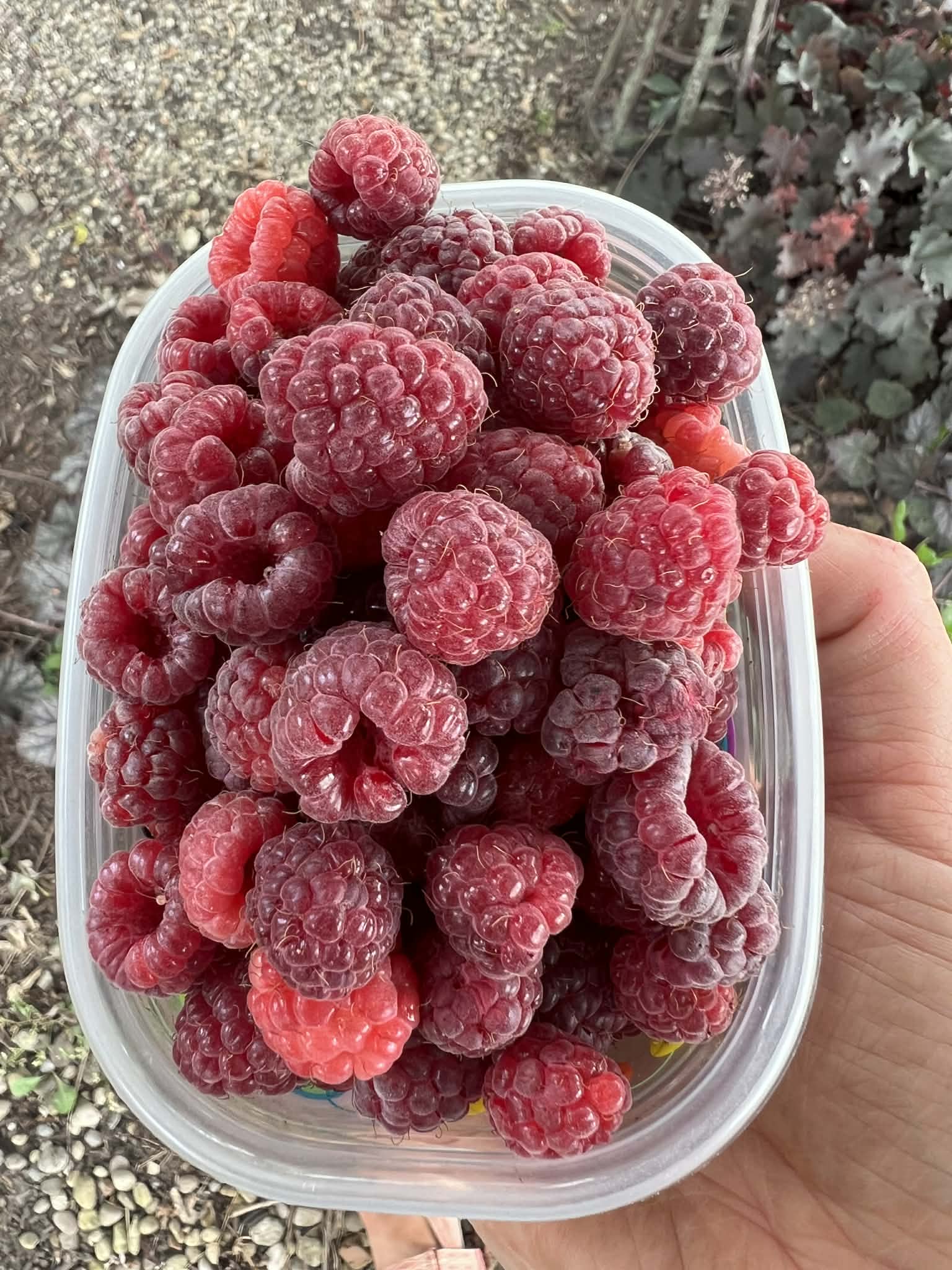 Red Caroline Raspberry