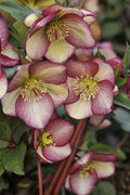 Ice n' Roses Rosado Hellebore