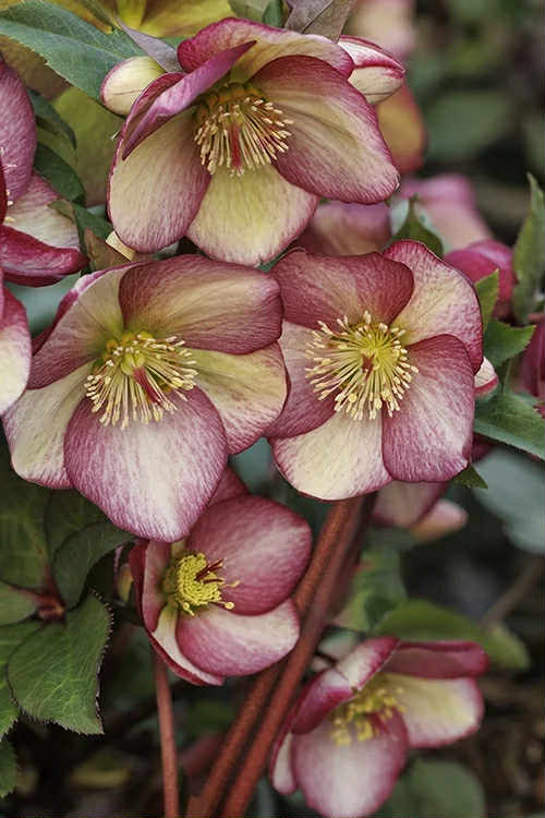 Ice n' Roses Rosado Hellebore