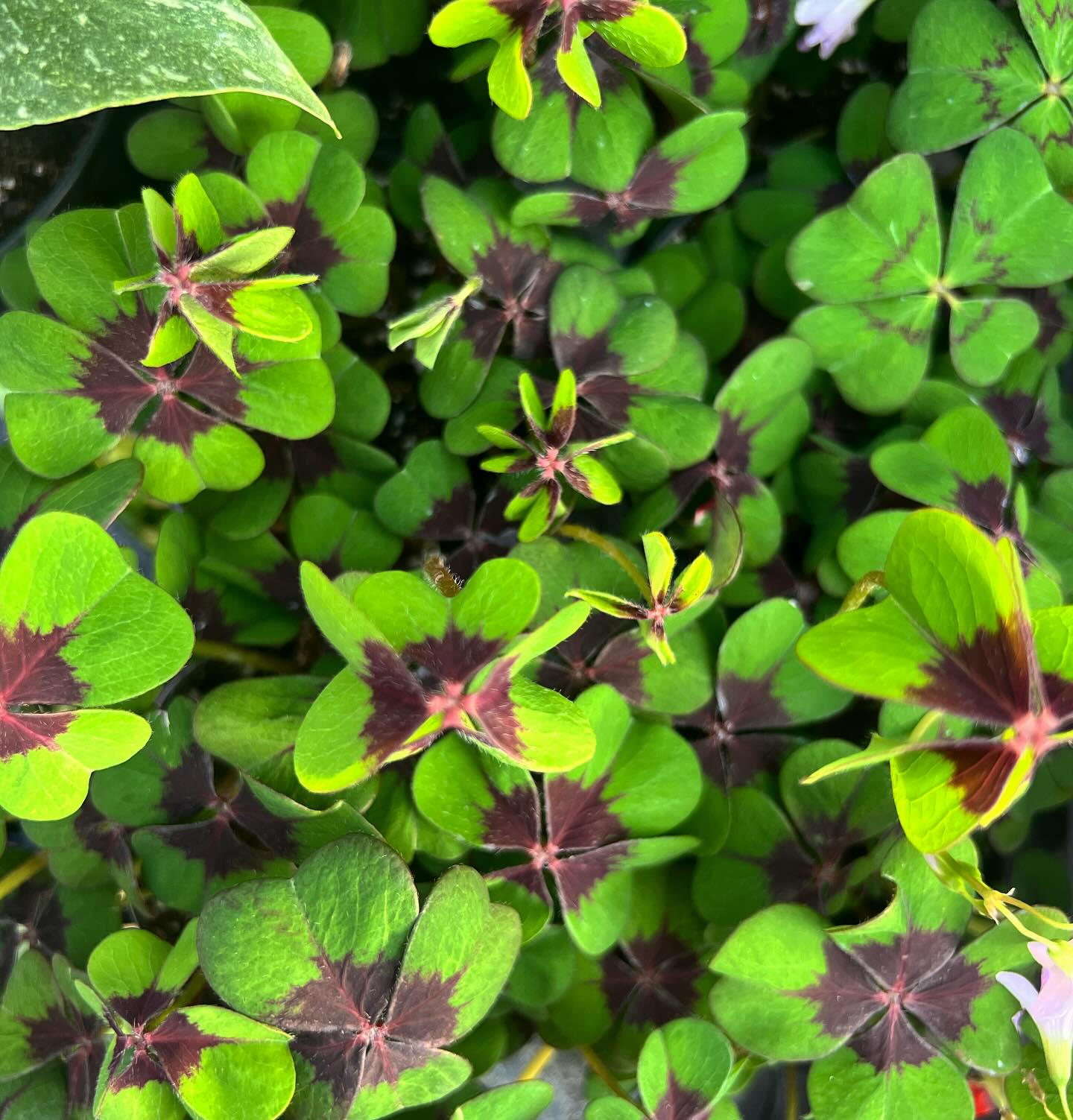 Iron Cross Oxalis 4" Duo