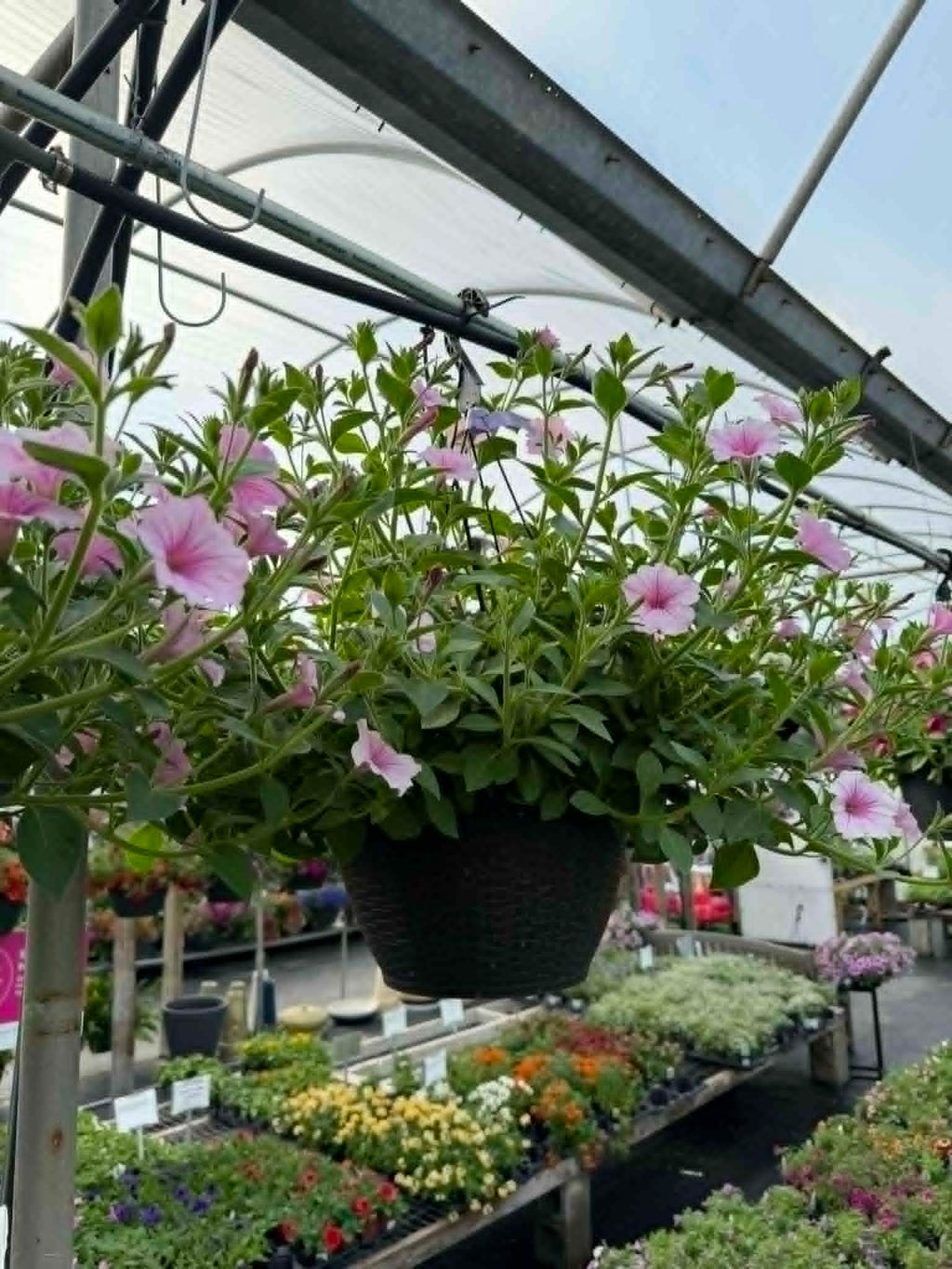 Our spectacular Petunia Hanging Basket (Designer's Choice)