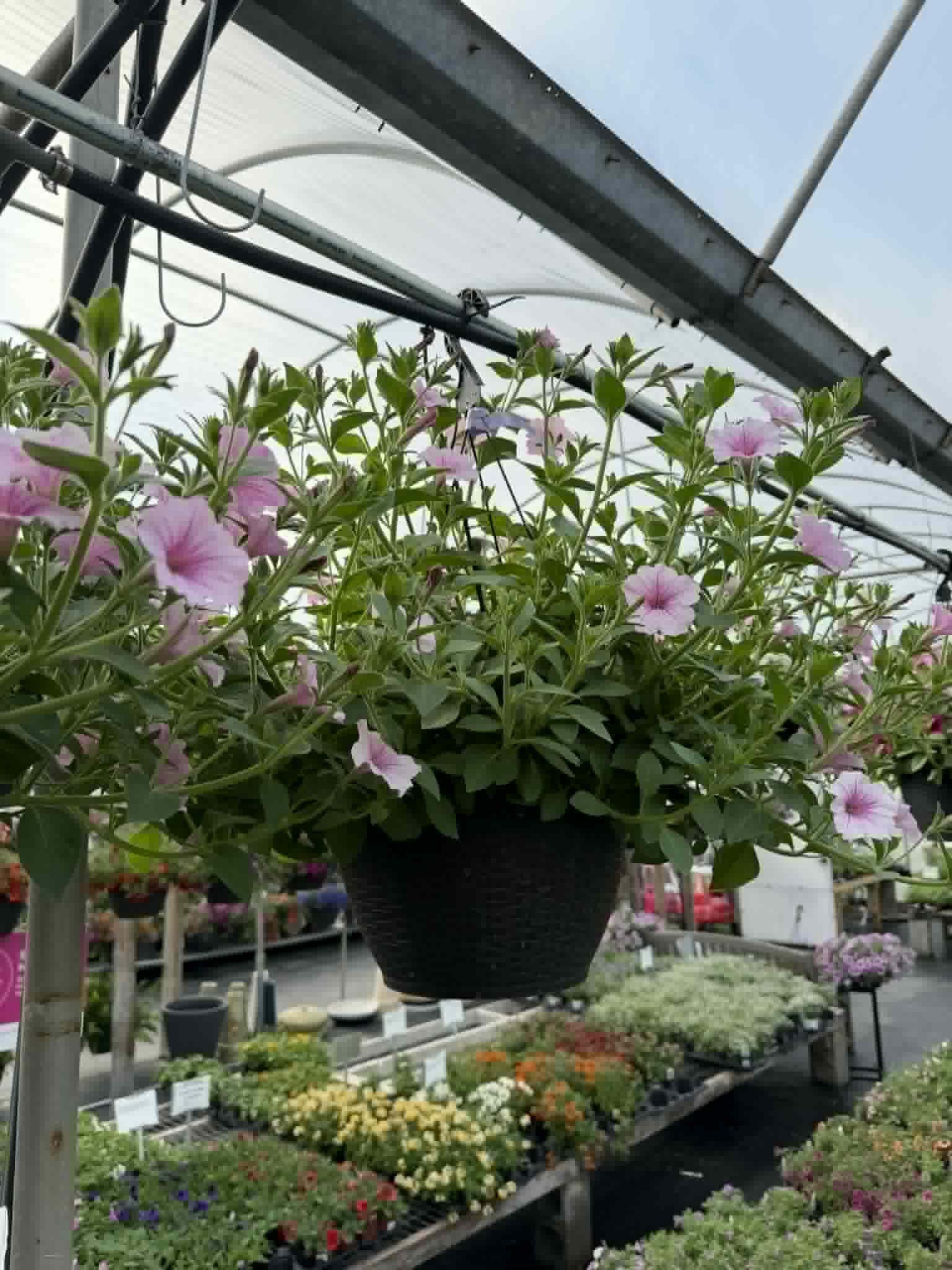Our spectacular Petunia Hanging Basket (Designer's Choice)
