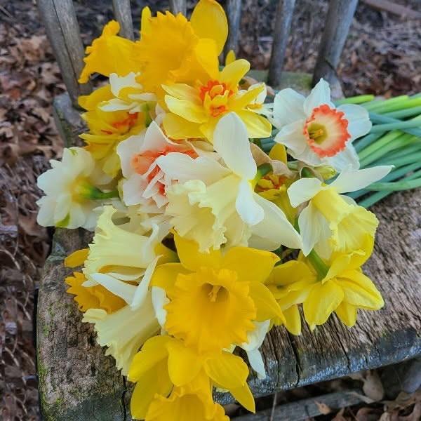Mixed Single Daffodils Shipping/Pick Up in October  (20 Bulbs)