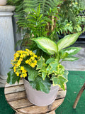 Mixed Indoor Planter